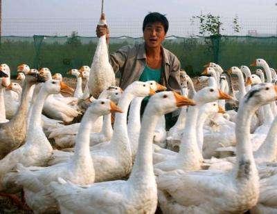 养鹅视频在线观看,跟随养鹅视频，解锁鹅场养殖新技能